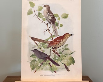 Vintage Louis Agassiz Fuertes Print: Mockingbird, Brown Thrasher and Catbird Bookplate #101