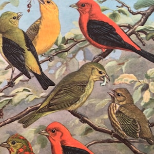 Vintage Book Page ~ Tanager Bird Portraits ~ Art