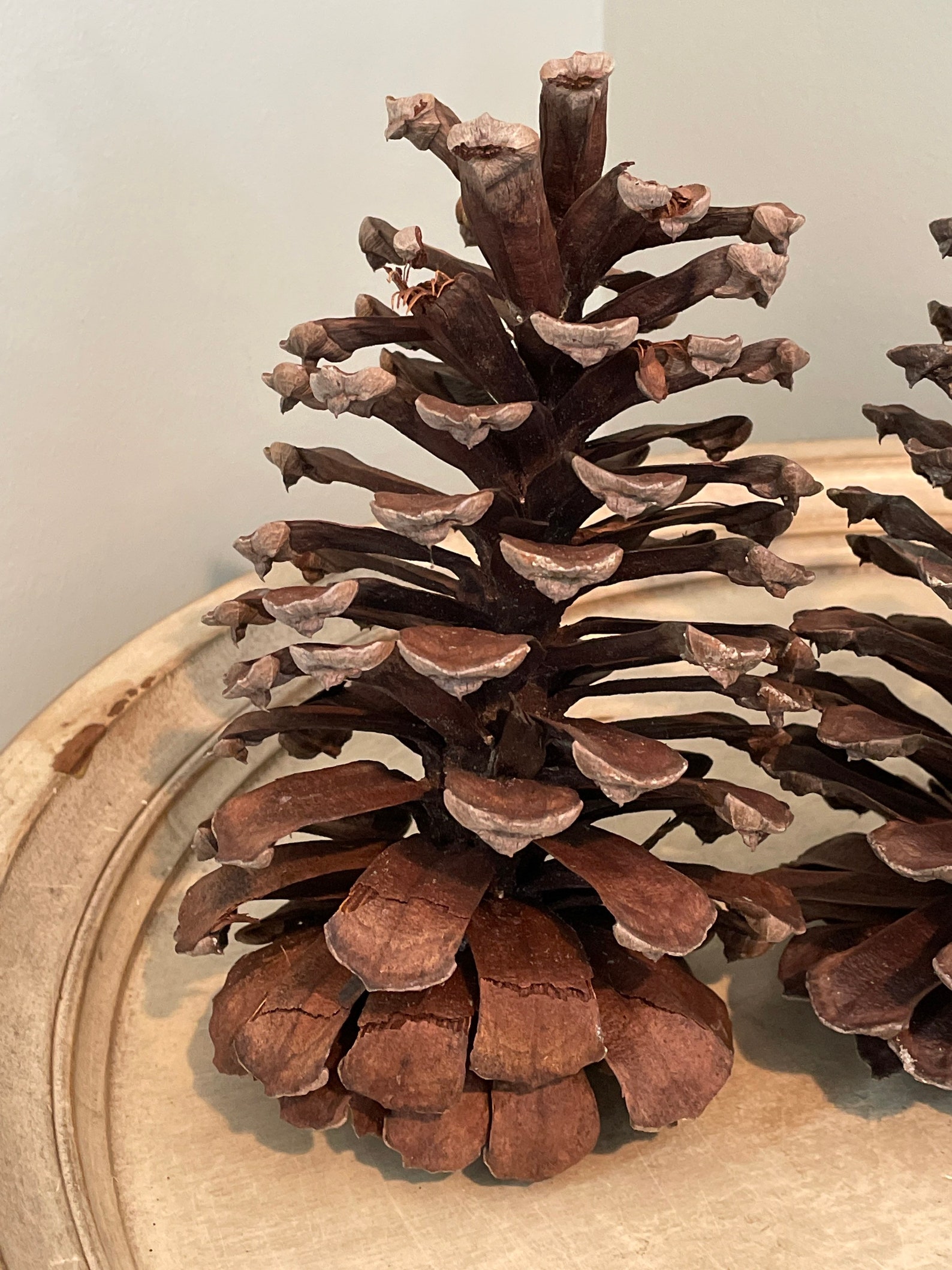 Jumbo Pine Cones 7 8 Inches Tall Etsy