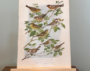 Vintage Louis Agassiz Fuertes Print: Various Warbler Birds, Bookplate #96