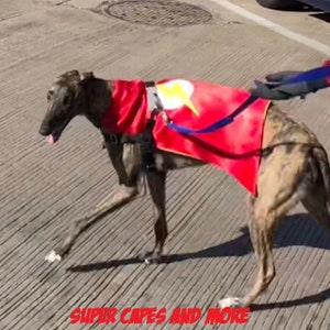 May include: A brown and white dog wearing a red cape with a yellow lightning bolt design. The dog is walking on a gray sidewalk.