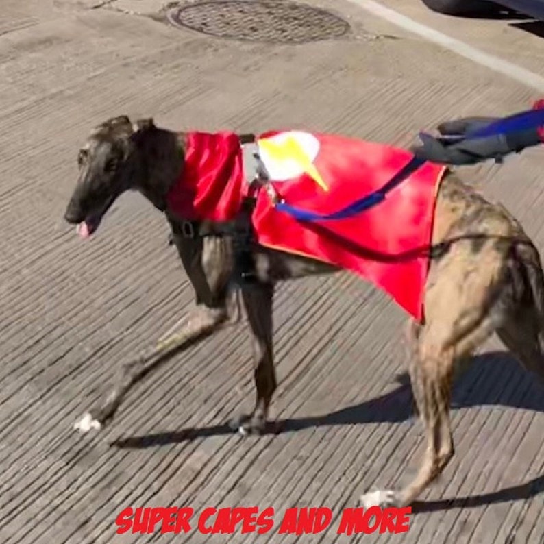 May include: A brown and white dog wearing a red cape with a yellow lightning bolt design. The dog is walking on a gray sidewalk.