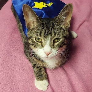 Cat Superhero Cape Costume Pet Superhero Outfit for Cats Custom Cat Cape for Superhero Pets Cat Costume for Halloween Cosplay Dress-Up