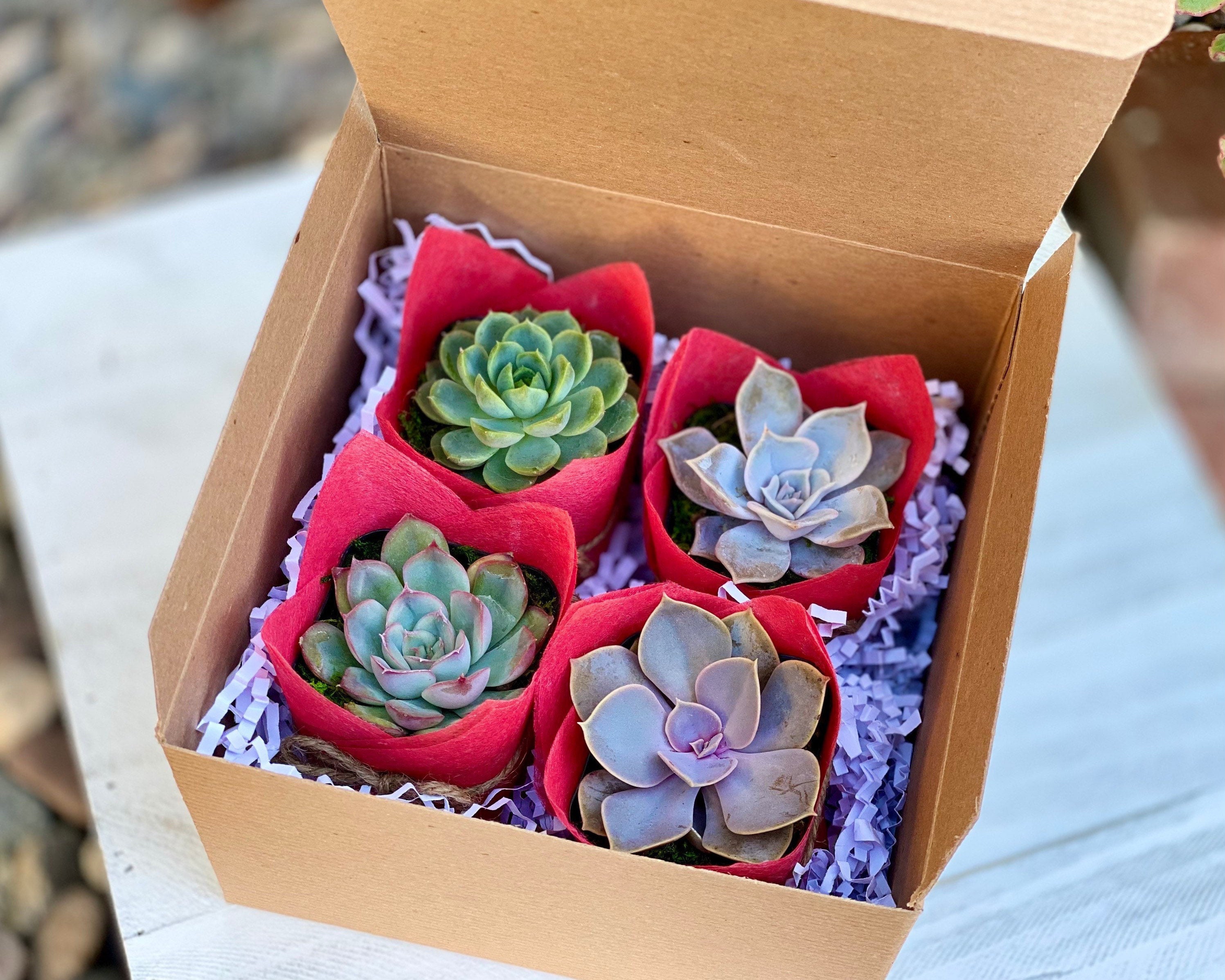 Succulent gift box - 3 ceramic pot – Tucculents