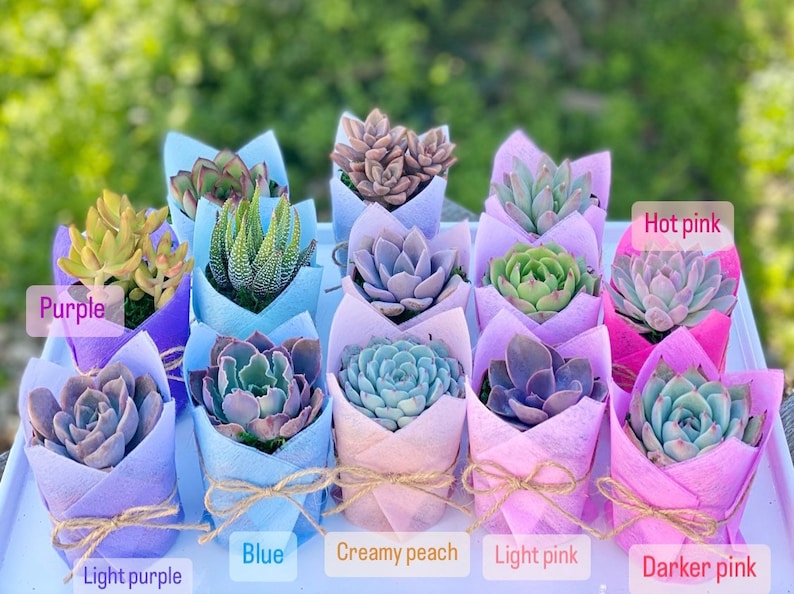 Succulent Baby Shower Favor 1 plant 2 Bridal Wedding Party Favors Thank you plant gifts Creamy peach