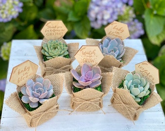 5-pack Burlap Succulent Favors 2” | Let Love Grow Baby Shower Party Favor