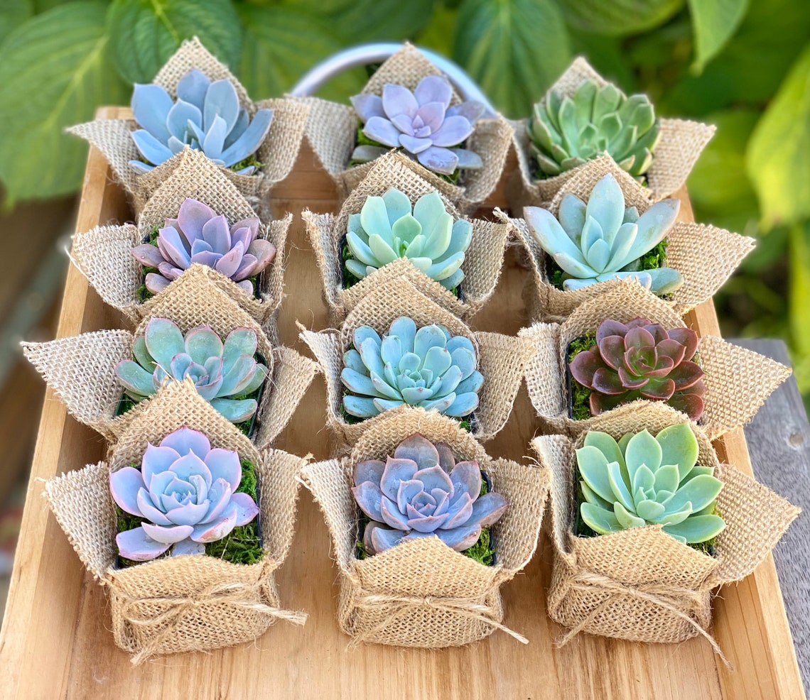 Succulent Party Favor 1 plant Baby Shower Wedding Favors Etsy