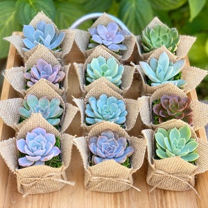 Succulent Baby Shower Favor 1 plant 2 Bridal Wedding Party Favors Thank you plant gifts Burlap