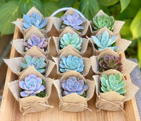 Succulent Favor Wraps for 2 Pots Wedding Shower Favors 100, Love with Heart Does NOT Include Succulents Unique Souvenirs for Guests as Thank You Gifts PRODUCT80 Baby Shower Favors 