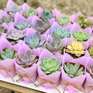 Succulent Baby Shower Favor 1 plant 2 Bridal Wedding Party Favors Thank you plant gifts image 7