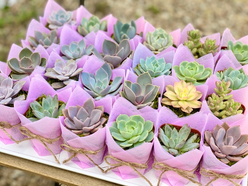 Succulent Baby Shower Favor 1 plant 2 Bridal Wedding Party Favors Thank you plant gifts image 7