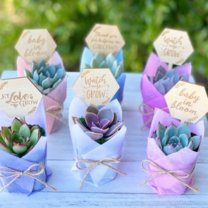 6-pack Baby Shower Favors 2” | Bridal Wedding Succulent Party Favor