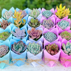 Succulent Baby Shower Favor 1 plant 2 Bridal Wedding Party Favors Thank you plant gifts image 3