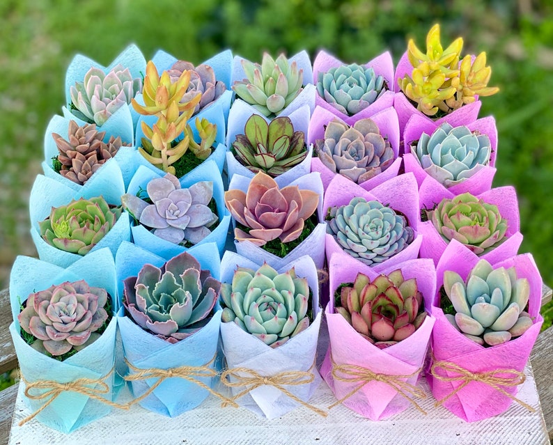 Succulent Baby Shower Favor 1 plant 2 Bridal Wedding Party Favors Thank you plant gifts image 3