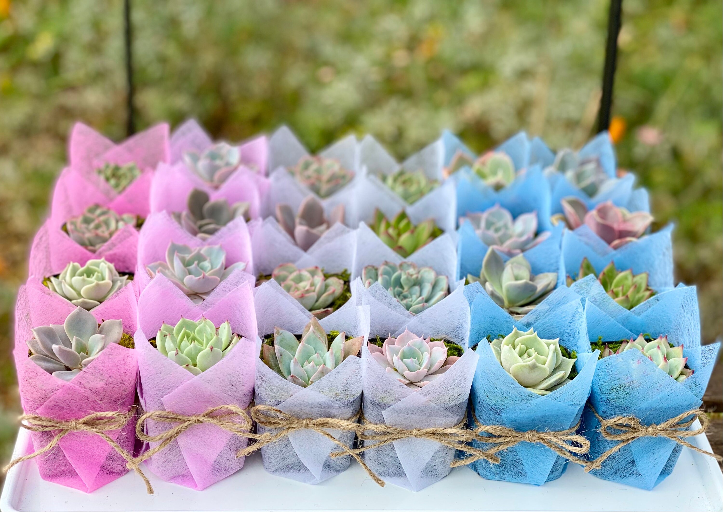 Succulent Party Favor 1 plant Baby Shower Wedding Favors in Etsy