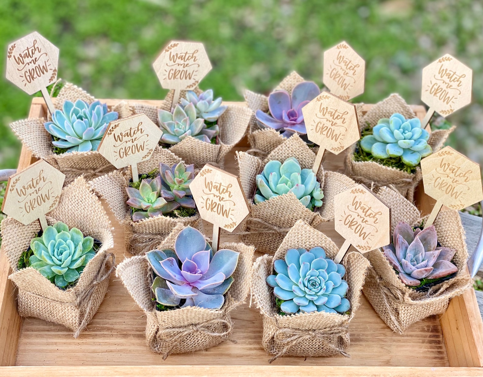 Watch Me Grow Baby Shower Favor 1 Plant 2 Burlap Succulent Etsy