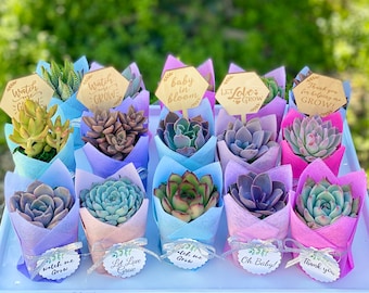 Baby Shower Succulent Favor Silver Ribbon | 1 plant Party Favor for guests Wedding, Bridal shower, Birthday