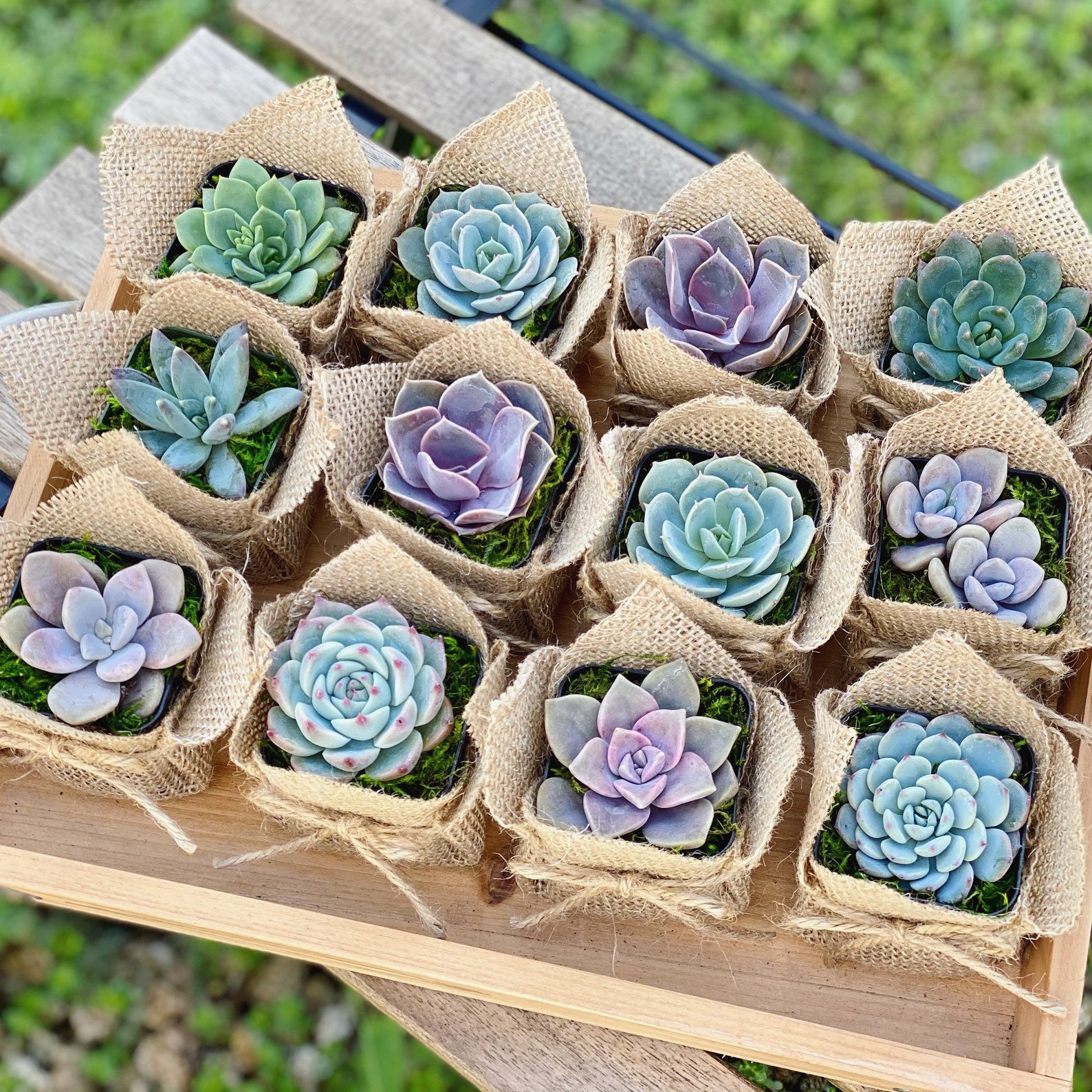 Burlap Succulent Corporate Gift Thank you Plant Gifts Etsy