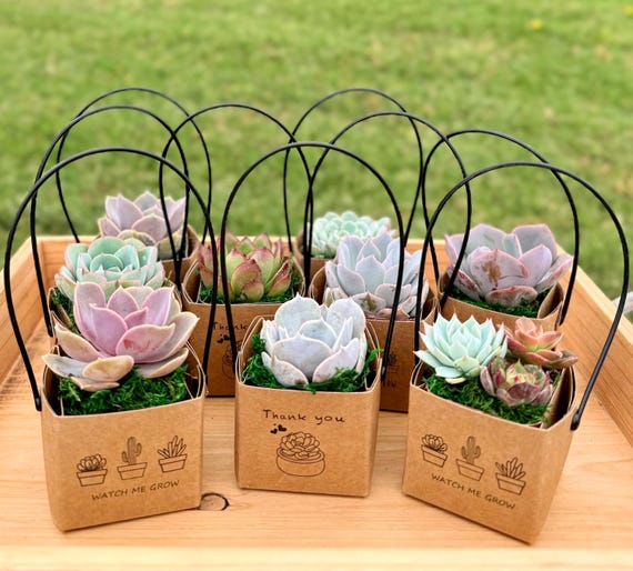 2-inch Succulent Favor Boxes | Thank You Plant Gifts, Baby Shower, Wedding  Party Favors - Etsy