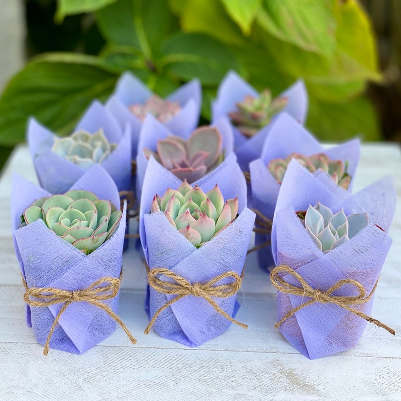 Succulent Baby Shower Favor 1 plant 2 Bridal Wedding Party Favors Thank you plant gifts Light purple