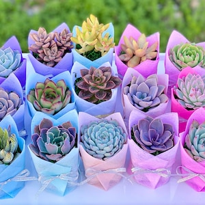 Succulent Baby Shower Favor 1 plant 2 Bridal Wedding Party Favors Thank you plant gifts Mixed-glitter ribbon