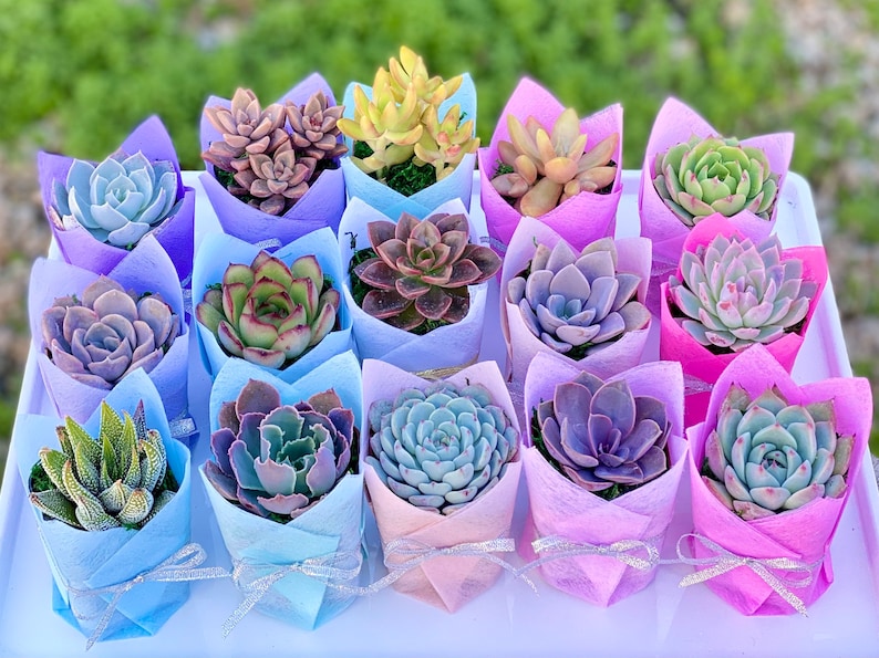 Succulent Baby Shower Favor 1 plant 2 Bridal Wedding Party Favors Thank you plant gifts Mixed-glitter ribbon