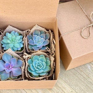 Succulent Gift Box Set of 4 Burlap succulents | Appreciation Thank you Plant Gift | Corporate Gifts