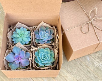 Succulent Gift Box Set of 4 Burlap succulents | Appreciation Thank you Plant Gift | Corporate Gifts