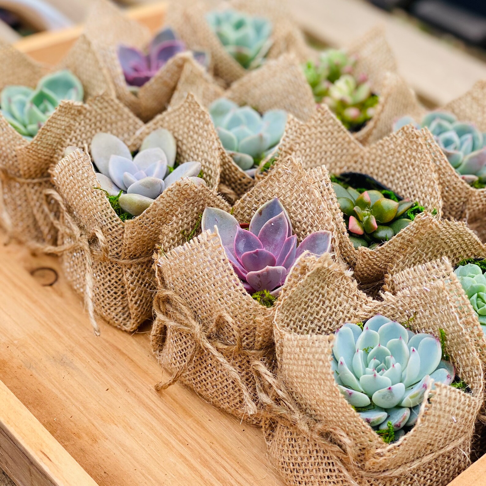 Succulent Party Favor Baby Shower Wedding Favors Thank you Etsy