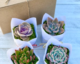 Succulent Gift Box | Holiday Appreciation Thank you Plant Gift