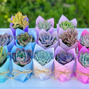 Succulent Baby Shower Favor 1 plant 2 Bridal Wedding Party Favors Thank you plant gifts image 5