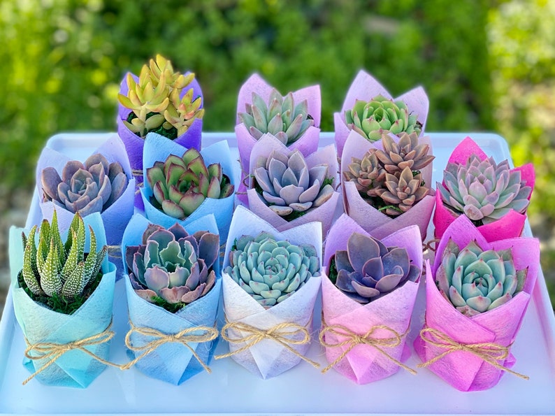 Succulent Baby Shower Favor 1 plant 2 Bridal Wedding Party Favors Thank you plant gifts image 5