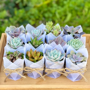 Succulent Baby Shower Favor 1 plant 2 Bridal Wedding Party Favors Thank you plant gifts White