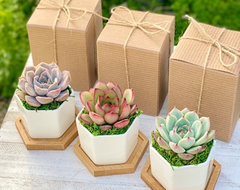 Succulent gift box | Appreciation Thank you Plant Gift | Company client employee gifts