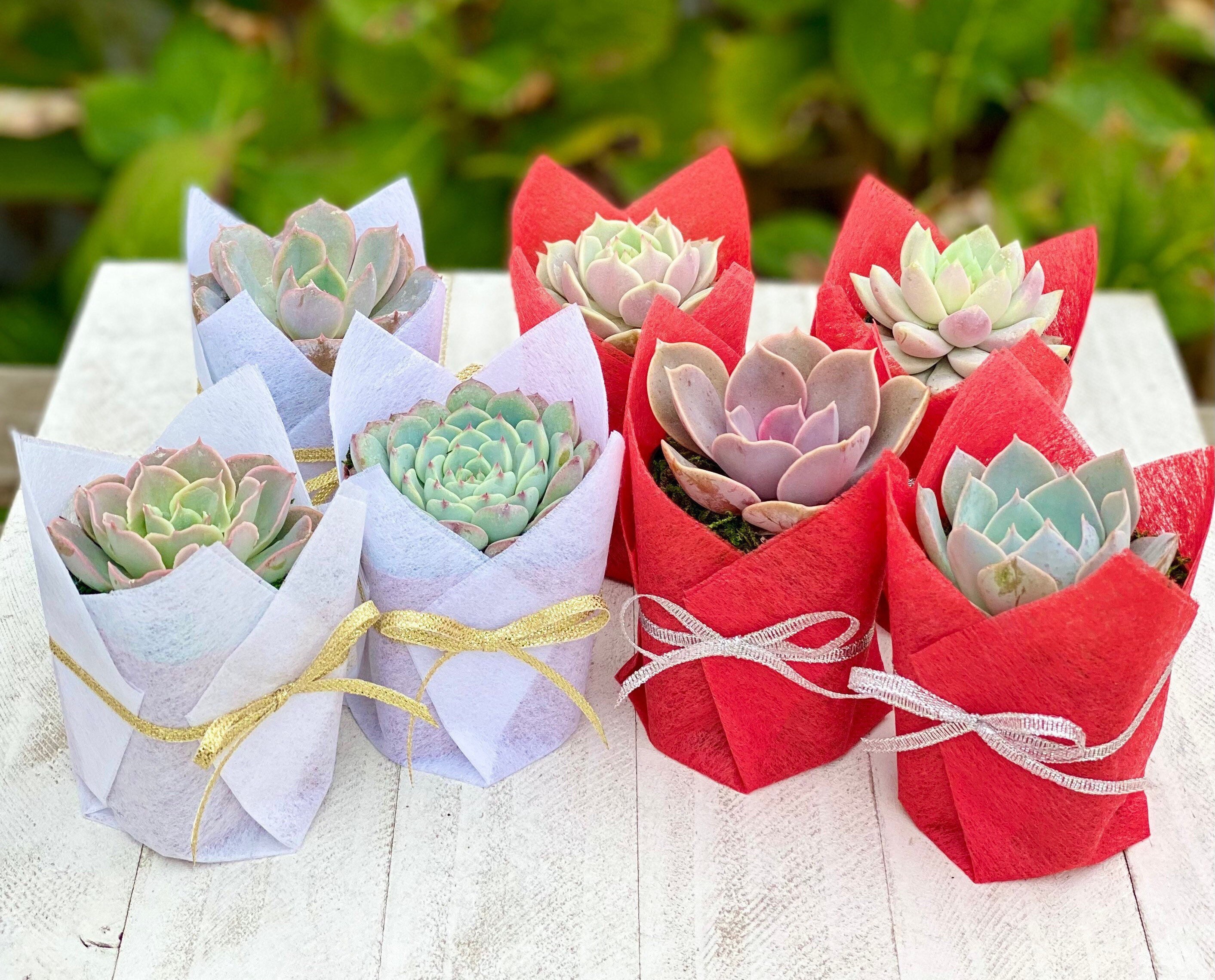 Succulent gift box - 3 ceramic pot – Tucculents