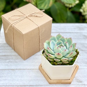 Succulent gift box 4” | Appreciation Thank you Plant Gift | Corporate gifts