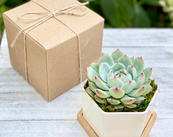 Succulent gift box 4” | Appreciation Thank you Plant Gift | Corporate gifts