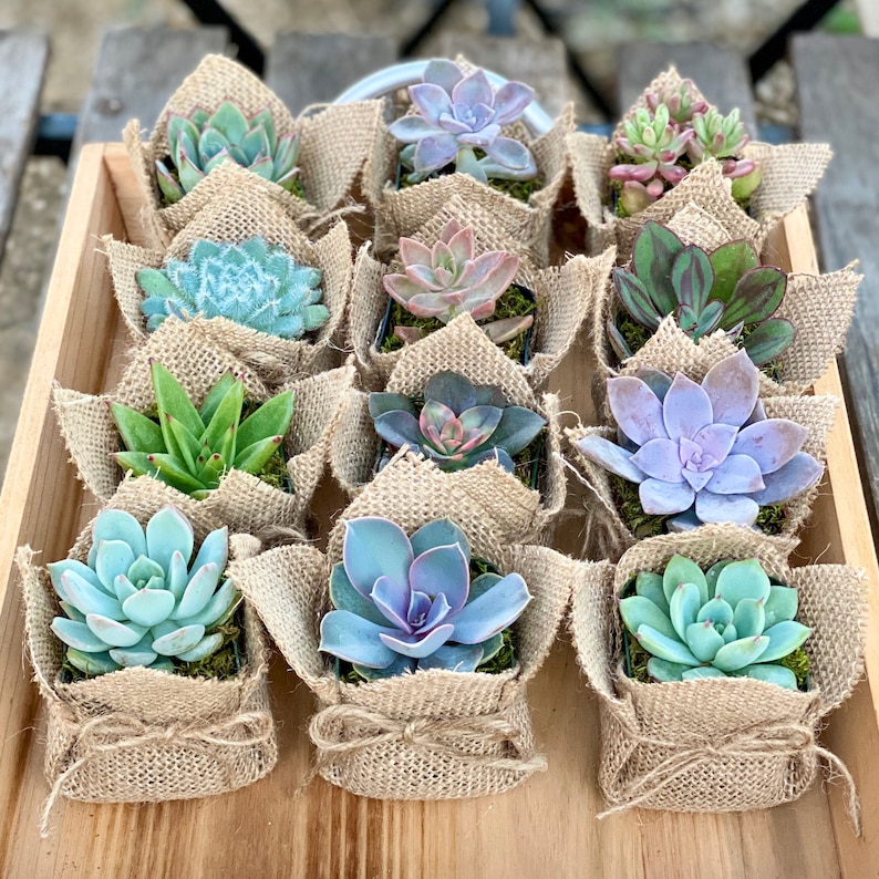 Succulent Party Favors / Baby Shower / Bridal shower / Wedding Etsy