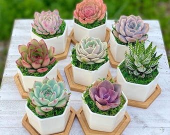 Mini Succulent potted plant gift | Appreciation Thank you gift, Corporate gift, Shower favors