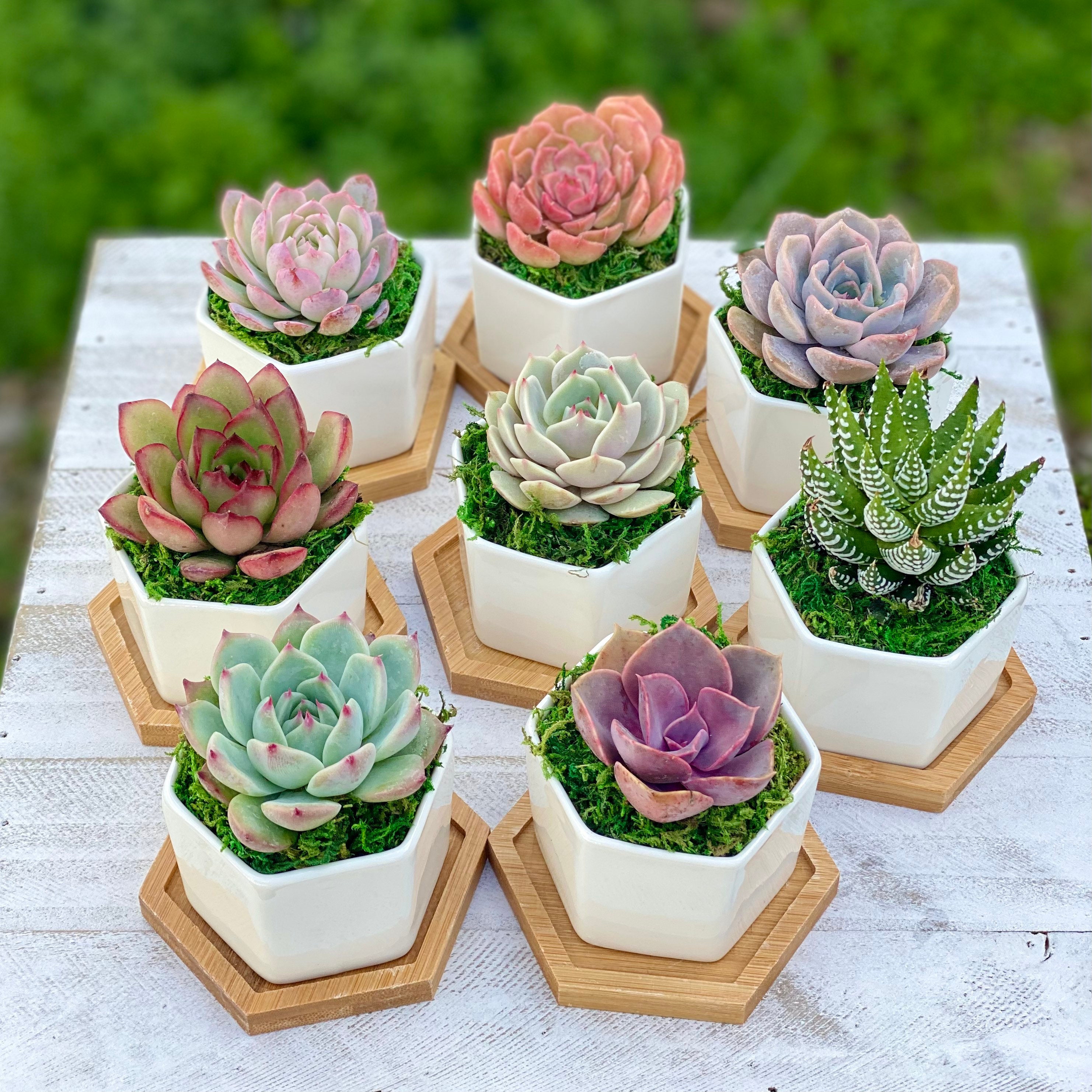 Succulent gift box - 3 ceramic pot – Tucculents