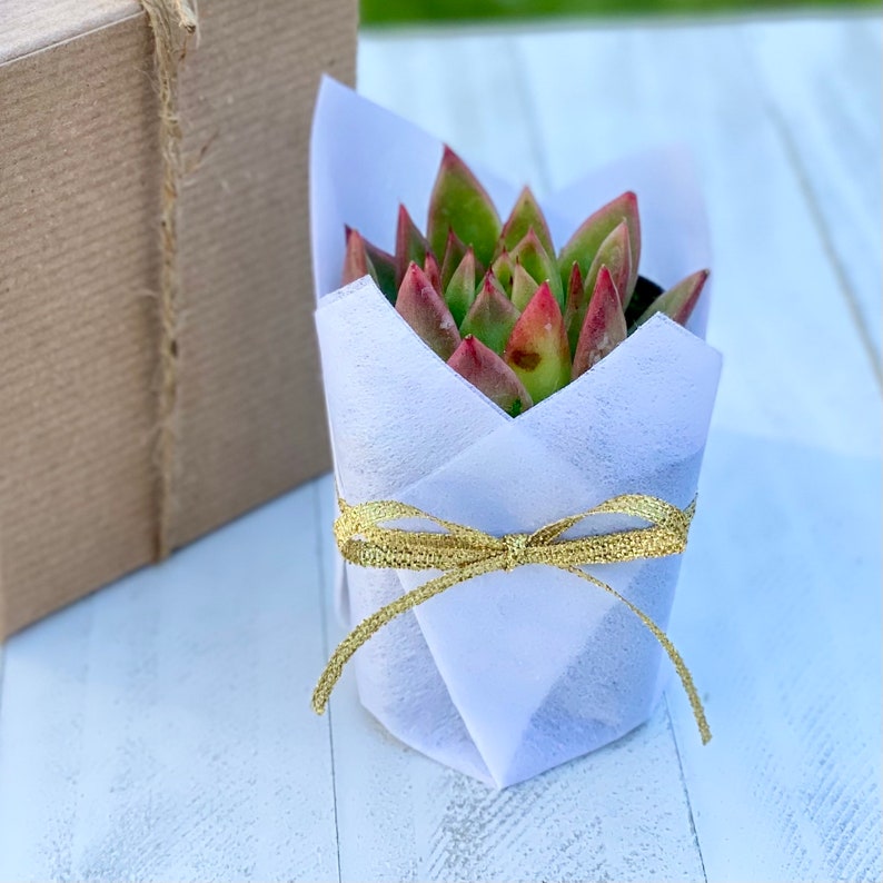 Succulent Baby Shower Favor 1 plant 2 Bridal Wedding Party Favors Thank you plant gifts White w/ gold ribbon