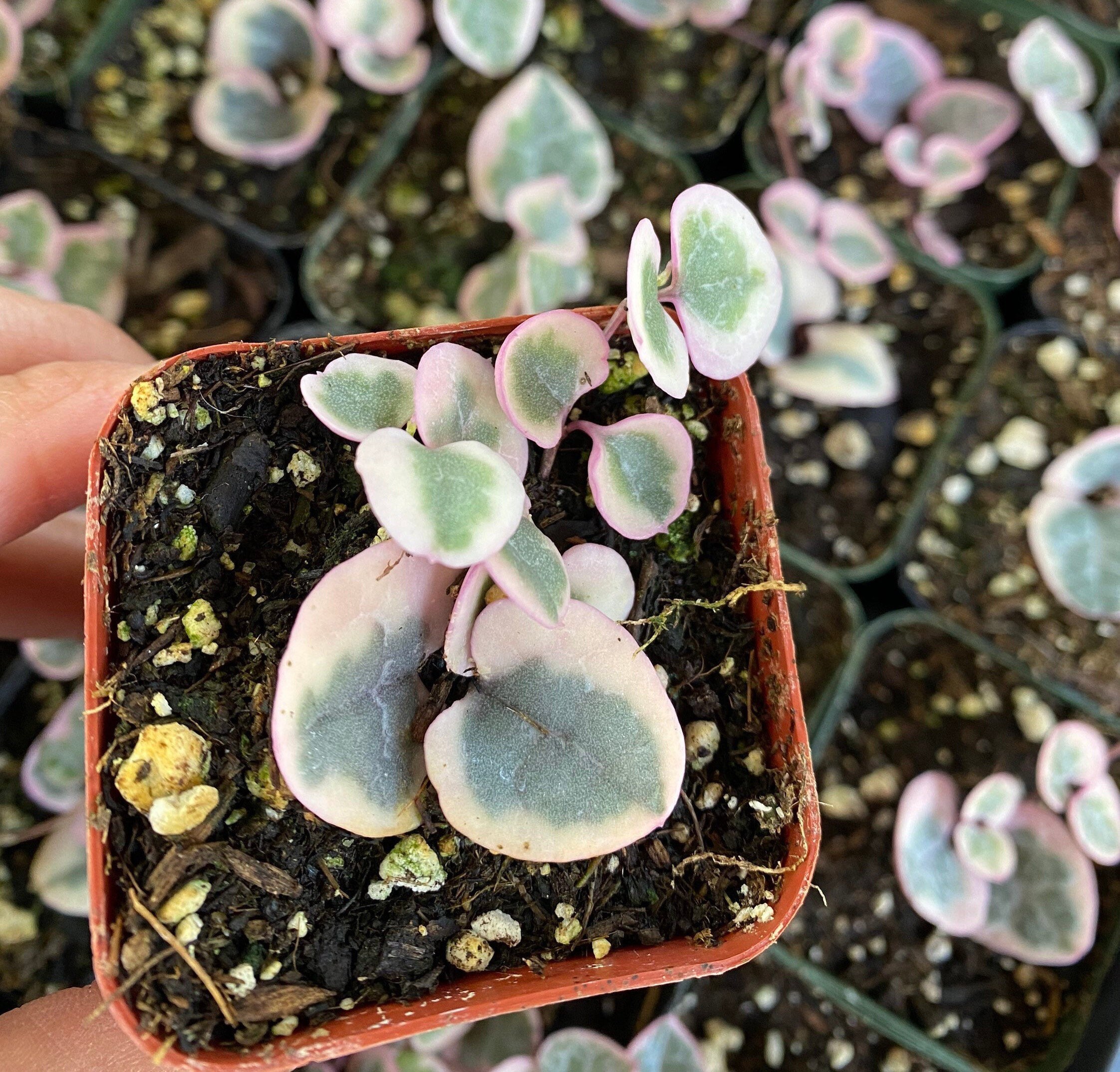 Variegated String of Hearts - Ceropegia Woodii Variegata 2” Rare plant