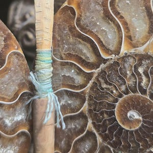 May include: Close-up of a fossilized ammonite shell with a light brown wooden object wrapped with blue and green twine. The shell displays intricate patterns in shades of brown and tan, with a spiral shape.