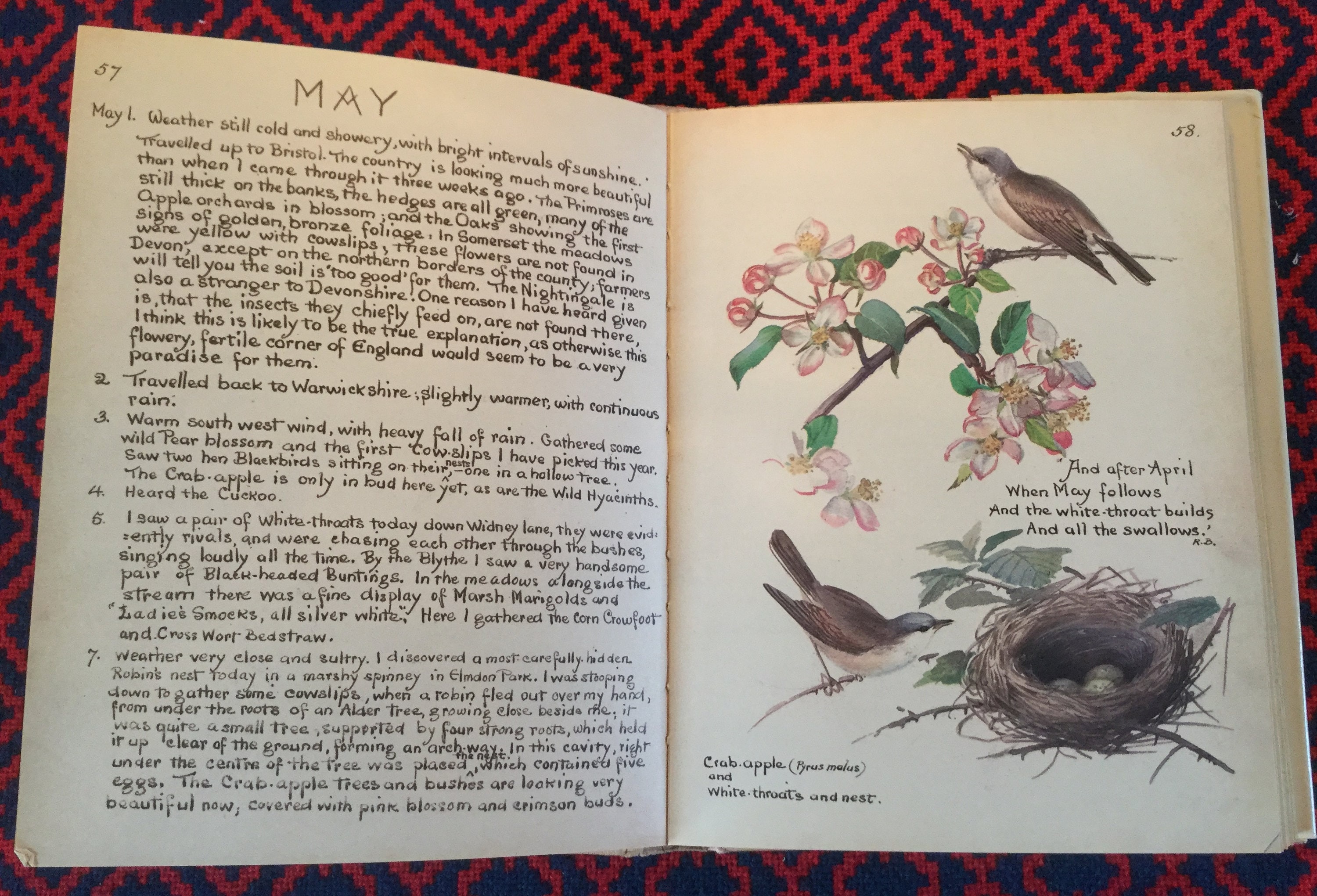 The Country Diary of an Edwardian Lady Edith Holden - Etsy UK