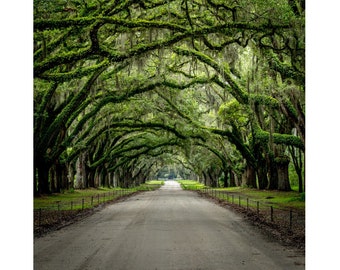 Nature Photography, Wormsloe Historical Site, Savannah, GA, Office Art Photo, Historical Landmark Wall Art Color or Black and White, Large