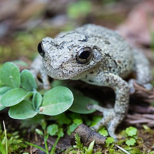 May include: A close-up of a gray tree frog sitting on a bed of green moss and brown pine needles.