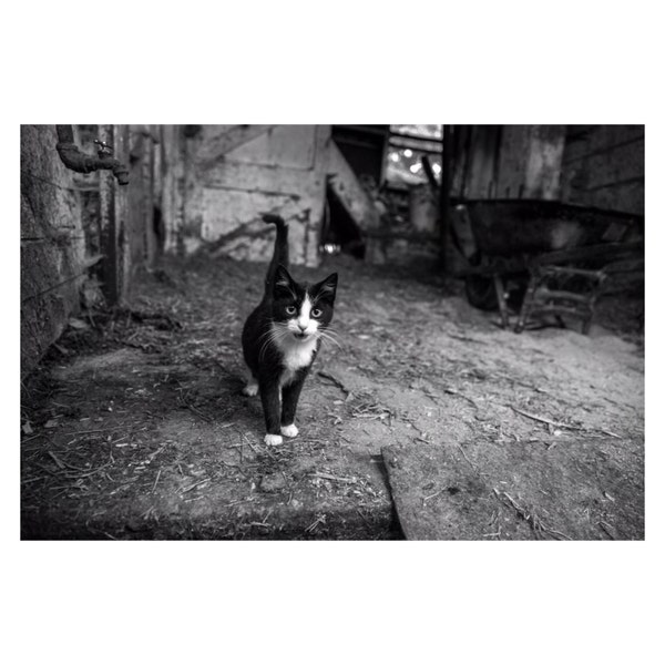 Farm Animal Nature Photography, Barn Cat Photo, Black and White Art Print Home Office Wall Decor Kitten Photograph