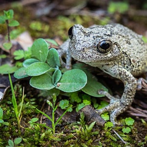 May include: A close-up of a gray tree frog sitting on a bed of green moss and leaves. The frog has large, dark eyes and a mottled gray and brown skin.
