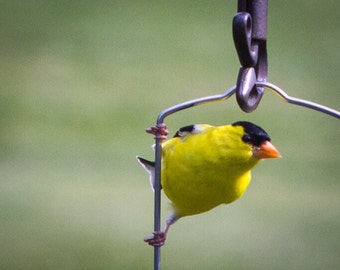 Bird Photography Yellow Goldfinch Print Bathroom Decor Fine Art Wall Art Home Office Restaurant Decor