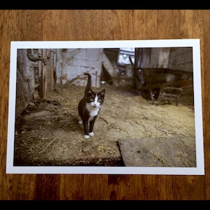 Kitten, Barn Cat, Farm Photography Photo Wall Art Print Photo Home Office Decor Color or Black and White Photograph